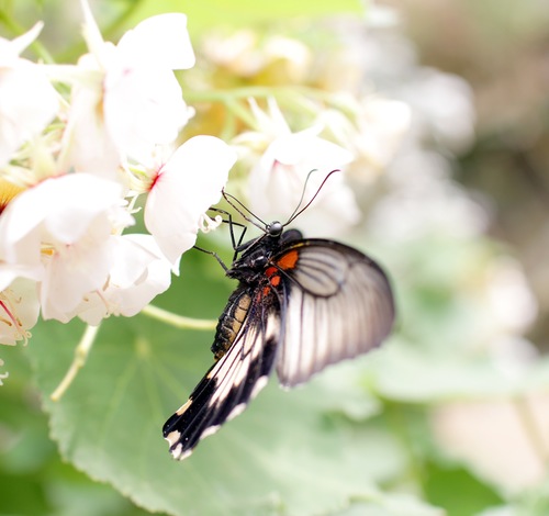 butterfly-insect-animal-flowers-banner